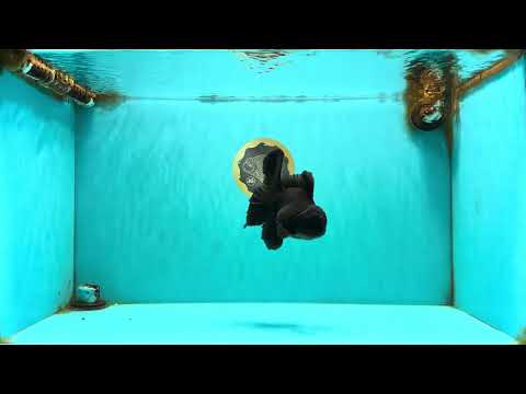 A Grade Black Oranda Male 5-5.5 inches #101626OR_02