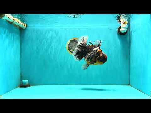 AAA Grade Special Kirin Oranda Male 7-7.5 inches #070326OR_04