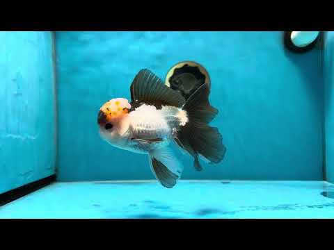 A Grade Tricolor Button Eyes Oranda Male 5.5 inches #032125OR_07