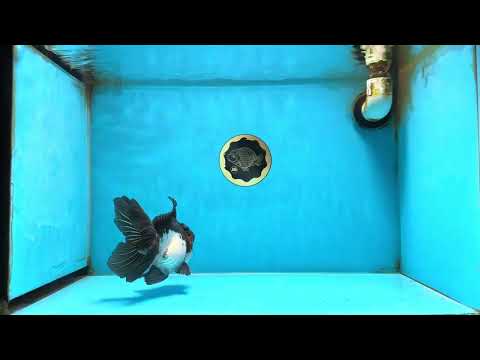 Tricolor Oranda Male 5.5 inches #081525OR_24