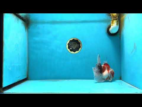 A Grade Young Godzilla Sakura Oranda Male 5.5 inches #080825OR_18