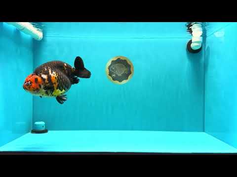 A Grade Jumbo Red Head Calico Chinese Ranchu Female 6.5-7 inches #022726RC_19