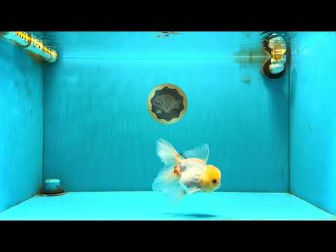 SUNNY White Oranda Female 5-5.5 inches #041026OR_08