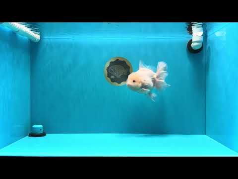 A Grade Snow White Oranda Female 6 inches #030626OR_26