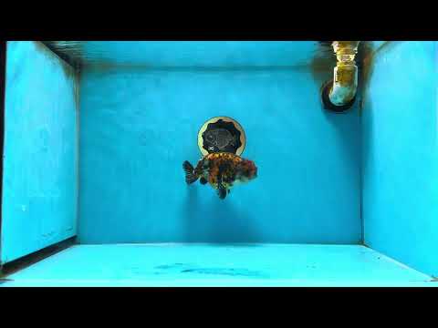 A Grade Calico Tiger LionKing 4.5-5 inches #062025LC_02