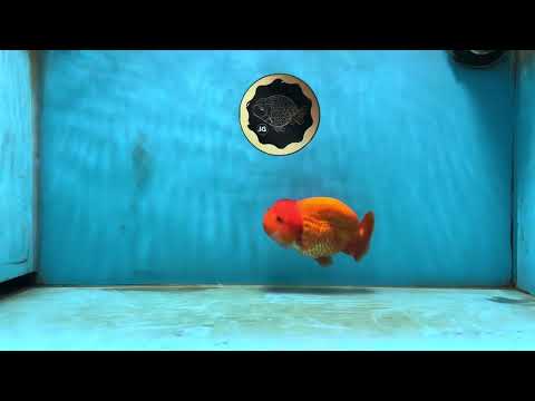 A Grade Solid Red LionKing 4 inches #062725LC_01