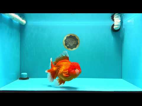 GIANT A Grade Jumbo Red White Oranda Female 7.5 inches #031326OR_05