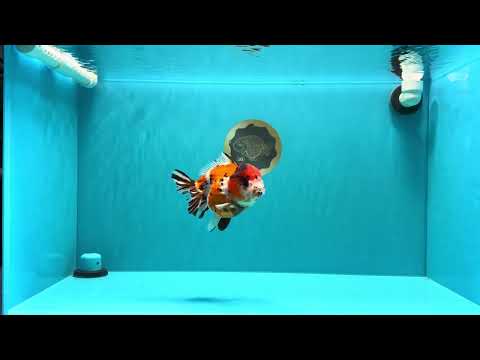 Tricolor Tiger Yuanbao Female 5.5 inches #030626YB_13