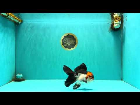 A Grade Red White Oranda Male 5-5.5 inches #051526OR_03
