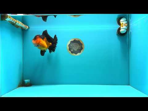 CHUBBY A Grade Apache Oranda Female 6 inches #071726OR_17