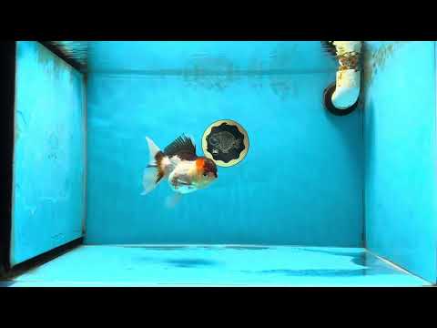 A Grade Tricolor Oranda Female 4.5 inches #041825OR_15