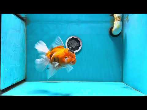 A Grade Sakura Oranda Female 6.5 inches #112224OR_19