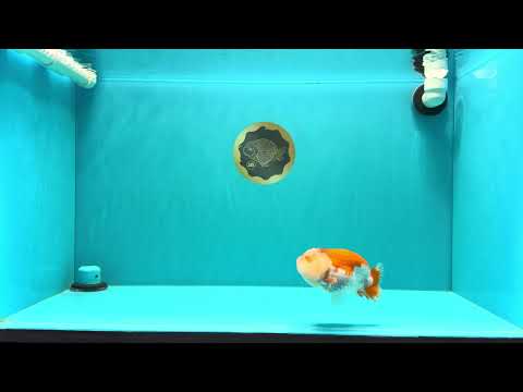 BIG WEN AAA Grade Red White LionQueen 4-4.5 inches #031326LC_06