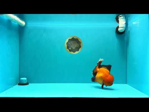 AAA Grade Apache Oranda Female 5.5-6 inches #030626OR_27