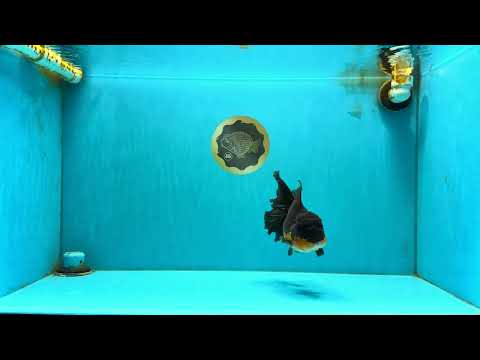 CHONKY A Grade Apache Oranda Male 5.5-6  inches #041026OR_13