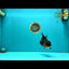 CHONKY A Grade Apache Oranda Male 5.5-6  inches #041026OR_13