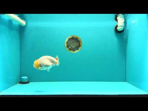 A Grade Red White LionQueen 4.5 inches #031326LC_07