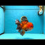 A Grade Apache Oranda Male 6 inches #080125OR_06