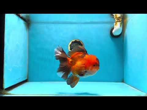 A Grade Apache Oranda Male 6 inches #080125OR_06