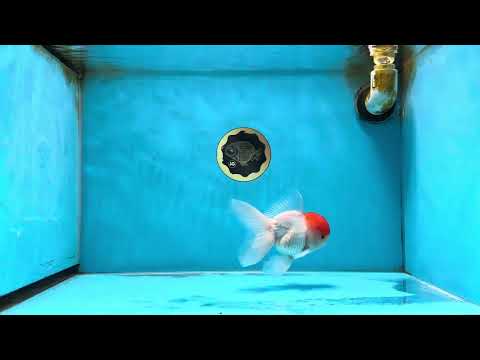 A Grade Red Cap Oranda Male 4-4.5 inches #062025OR_18