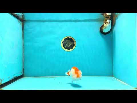 AAA Grade Red White LionQueen 4 inches #112125LC_08