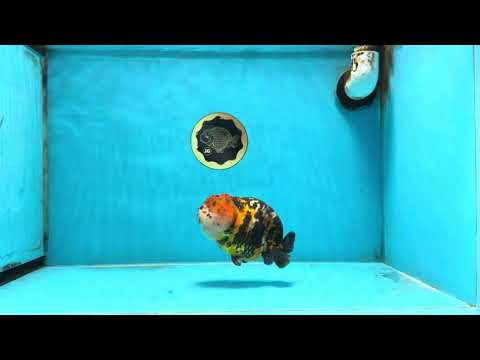 AAA Grade Chinese Red Head Ranchu Female 4.5-5 inches #101725RC_19