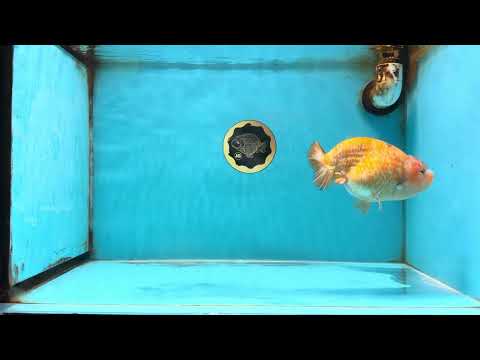 Sakura LionChu Female 5-5.5 inches #121925LC_07