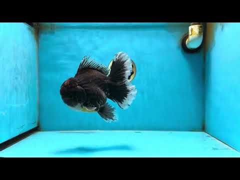 AAA Grade Young Godzilla Sakura Kirin Oranda Male 6 inches #081525OR_11