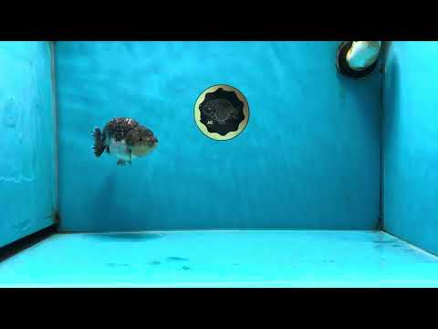 A Grade Beautiful Kirin Female LionQueen 4 inches #060625LC_03