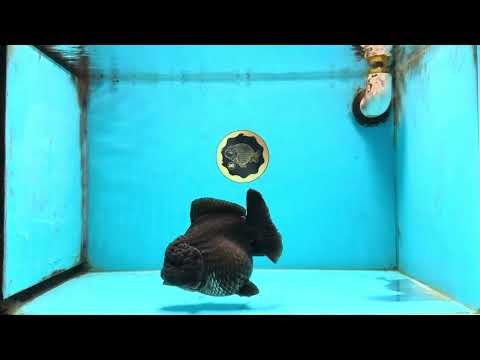 AAA Grade Godzilla Black Yuanbao Female 5 inches #101025YB_22