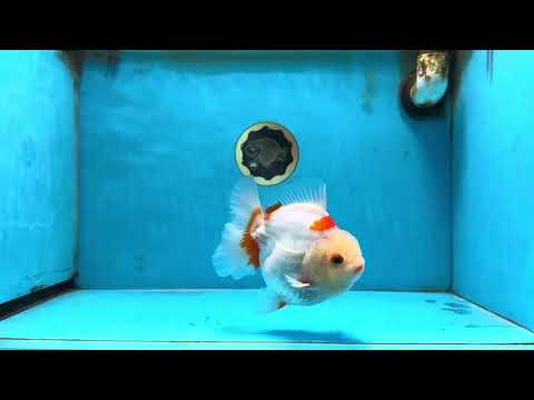 A Grade Red White Yuanbao Male 5 inches #090525YB_06