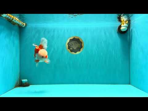 A Grade Red White Oranda Male 5.5 inches #071726OR_30