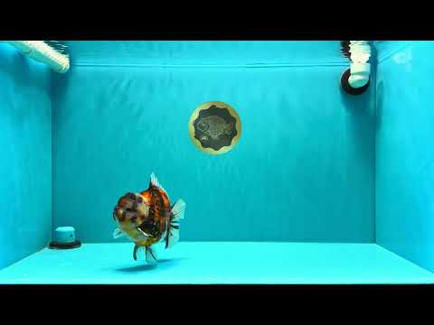 UNIQUE AAA Grade Special Tiger Yuanbao Male 5-5.5 inches #031326YB_23