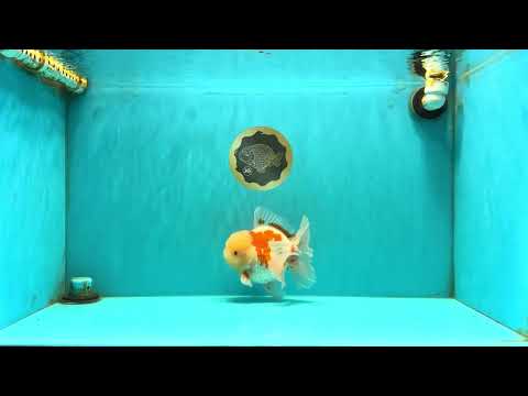 FLUFFY A Grade Red White Oranda Male 6-6.5 inches #071026OR_28