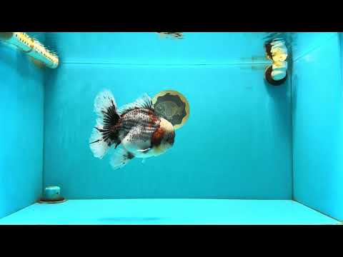 BULLDOG AAA Grade Calico Kirin Oranda Male 6.5 inches #040326OR_20