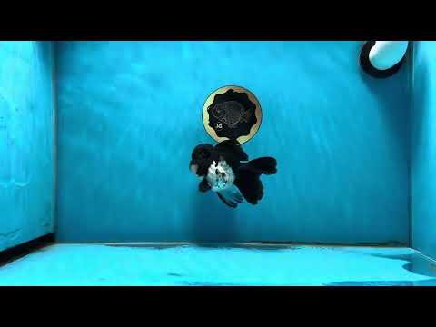 A Grade Orca Panda Oranda Male 4 inches #013125OR_23