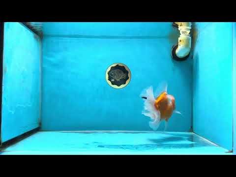 A Grade Sakura Oranda Male 4.5-5 inches #060625OR_24