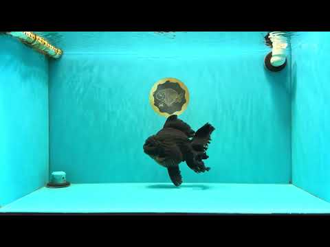 AAA Grade Super Godzilla Black Oranda Male 6.5-7 inches #061926OR_01