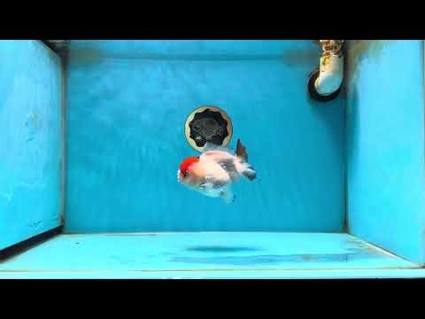 Tancho Pompom Tricolor Yuanbao Female 4 inches #050925YB_31