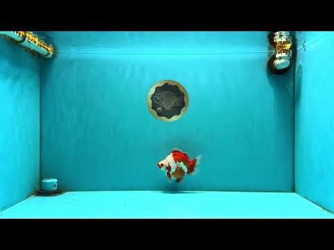 SPECIAL AAA Grade Red White Ryukin Female 4-4.5 inches #042426RK_03