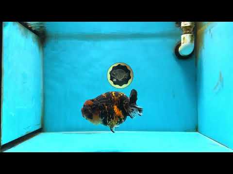 AAA Grade Tiger LionKing 5 inches #080825LC_23