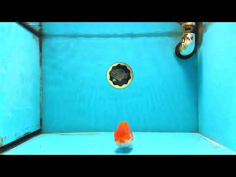 A Grade Red White LionQueen 4 inches #112125LC_12