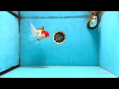 Tricolor Oranda Female 5-5.5 inches #112125OR_19