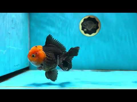 AAA Grade Red Head Oranda Male 4.5 inches #013125OR_26