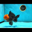AAA Grade Red Head Oranda Male 4.5 inches #013125OR_26