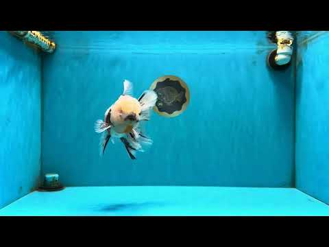 A Grade Marble Oranda Male 7 inches #071026OR_33