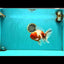 A Grade Sakura Oranda Male 6.5-7 inches #080726OR_15