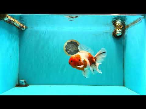 A Grade Sakura Oranda Male 6.5-7 inches #080726OR_15