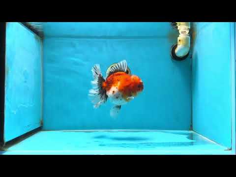 A Grade Sakura Oranda Female 6 inches #060625OR_29