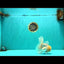 A Grade White Oranda Male 5.5 inches #101626OR_09